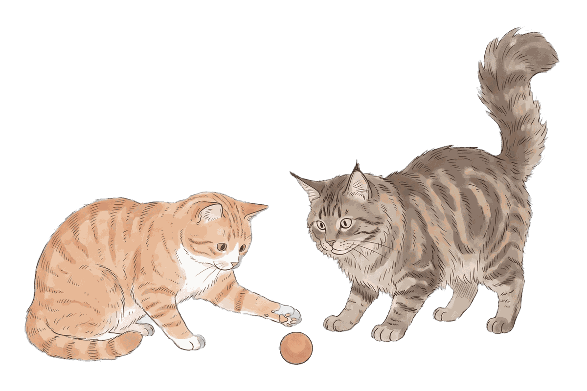 The Orange Tabby and the Maine Coon batting the same ball between them