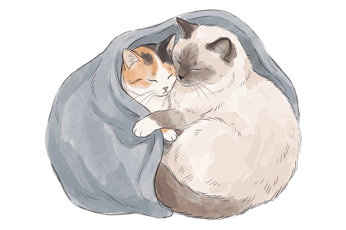 Mike and the Ragdoll asleep together under one blanket