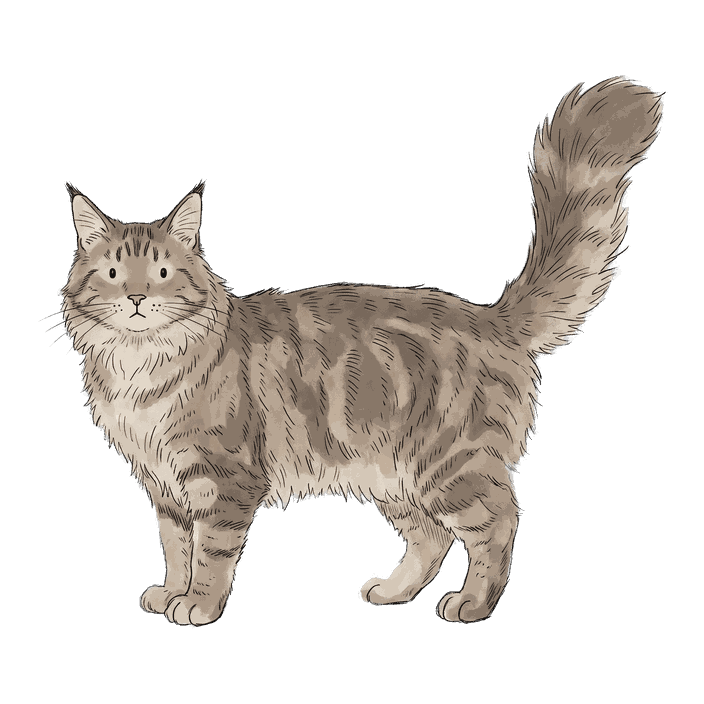 Maine Coon, Gentle giant