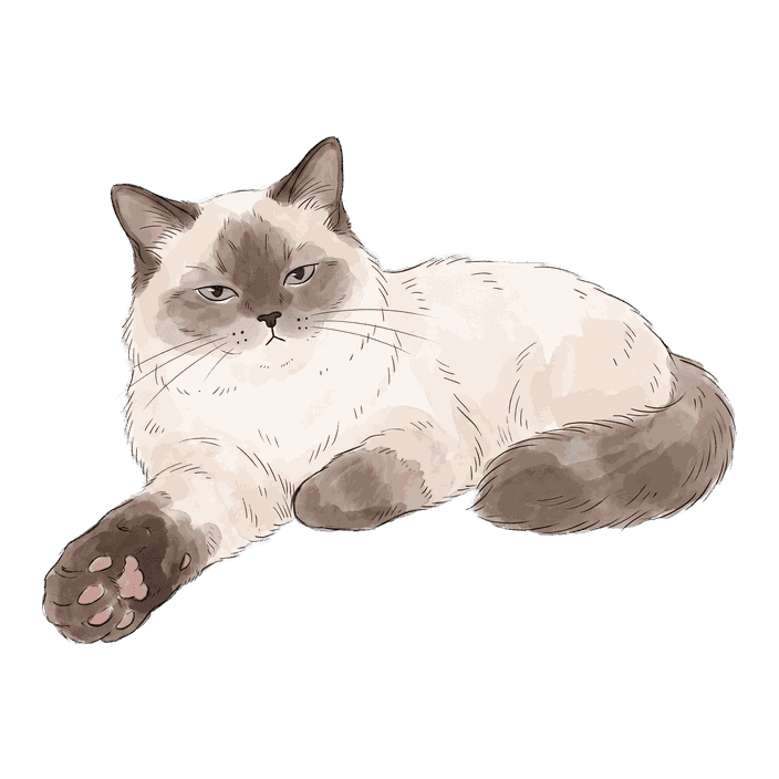 The Ragdoll, reaching out a paw